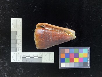 CleoSH004; 87.5x57x85 ventral photo thumbnail