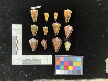 CmaltSH015; 31x18.5x27 ventral photo thumbnail