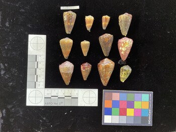 CmaltSH015; 31x18.5x27 dorsal photo thumbnail
