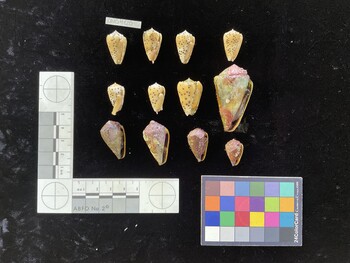 ClivSH028; 49.5x27.5x39 ventral photo thumbnail
