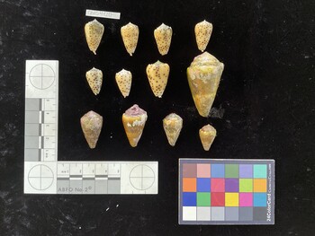 ClivSH028; 49.5x27.5x39 dorsal photo thumbnail