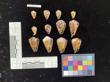 CfrigSH066; 33x21.5x26.5 ventral photo thumbnail