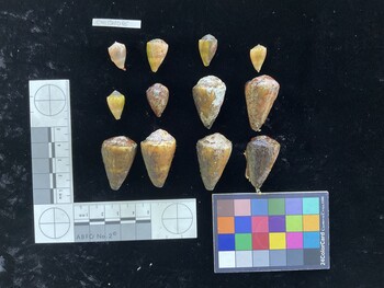 CfrigSH066; 33x21.5x26.5 dorsal photo thumbnail