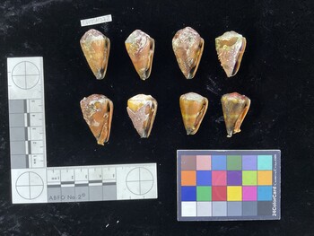 CfrigSH079; 31x19x28 ventral photo thumbnail