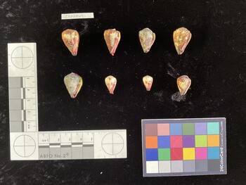 CspSH091; 23x15x21 ventral photo thumbnail