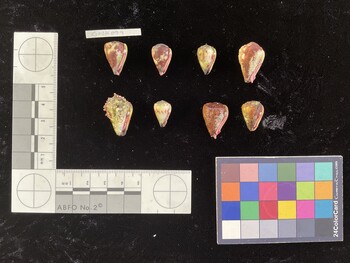 CspSH099; 18.5x13x17.5 ventral photo thumbnail