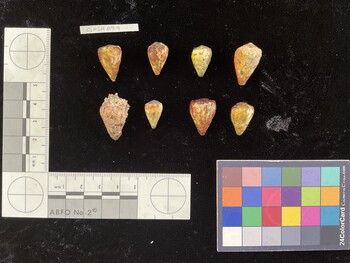 CspSH099; 18.5x13x17.5 dorsal photo thumbnail