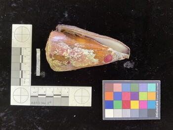 CdistSH001; 98x53.5x84 ventral photo thumbnail