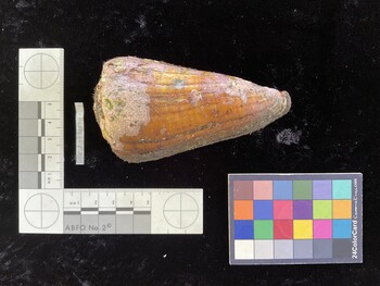 CdistSH001; 98x53.5x84 dorsal photo thumbnail
