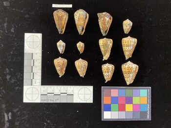 CcorSH014; 21.5x13.5x17.5 ventral photo thumbnail