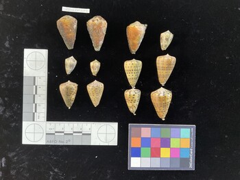 CcorSH014; 21.5x13.5x17.5 dorsal photo thumbnail