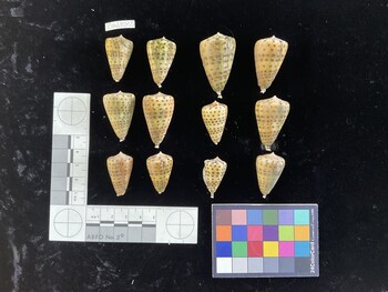 CebuSH035; 31.5x19.5x28 dorsal photo thumbnail