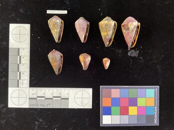 ClivSH034; 36.5x21x31 ventral photo thumbnail