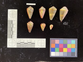 ClivSH034; 36.5x21x31 dorsal photo thumbnail