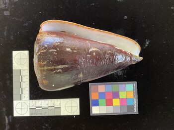 CleoSH005; 148.5x92x143.5 ventral photo thumbnail