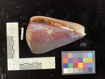 CleoSH006; 113.5x69.5x103.5 ventral photo thumbnail
