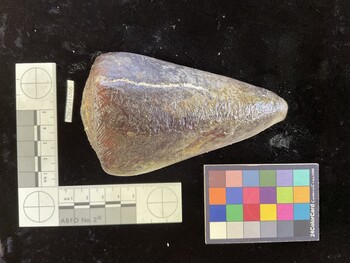 CleoSH006; 113.5x69.5x103.5 dorsal photo thumbnail