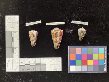 CimpSH009; 31x16x27.5 ventral photo thumbnail