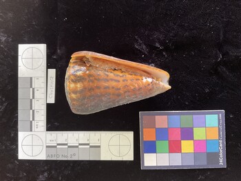 CleoSH007; 85.5x51.5x78.5 ventral photo thumbnail