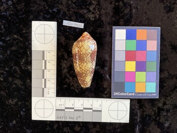 CepiTM001 dorsal photo thumbnail