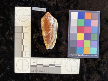 CepiTM001 ventral photo thumbnail