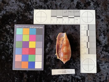 CtulTM001; 50x24.5x42 ventral photo thumbnail