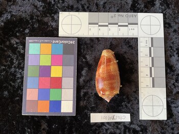 CtulTM001; 50x24.5x42 dorsal photo thumbnail