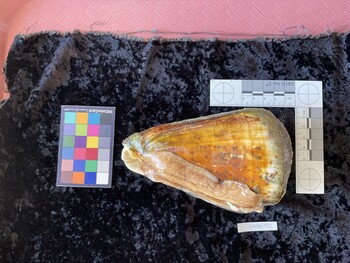 CleoTM001; 134x82.5x118 ventral photo thumbnail