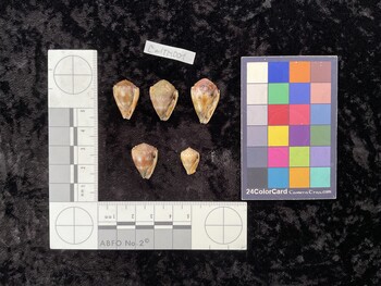 CmilTM001; 20.5x13.5x16 ventral photo thumbnail