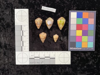 CmilTM001; 20.5x13.5x16 dorsal photo thumbnail