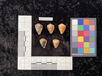 CmilTM006; 21.5x14x17 ventral photo thumbnail