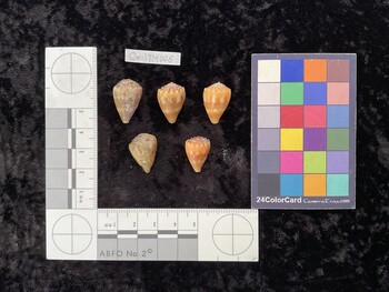 CmilTM006; 21.5x14x17 dorsal photo thumbnail
