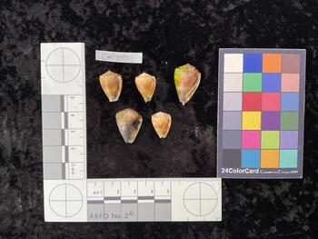 CmilTM011; 18x12.5x14.5 ventral photo thumbnail