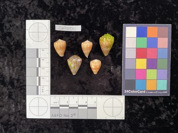 CmilTM011; 18x12.5x14.5 dorsal photo thumbnail