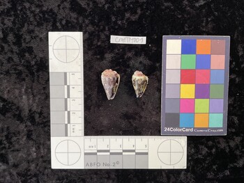 CratTM001; 22.5x14x19.5 ventral photo thumbnail