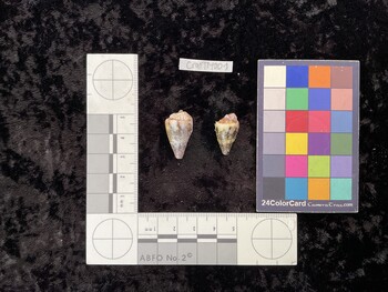 CratTM001; 22.5x14x19.5 dorsal photo thumbnail