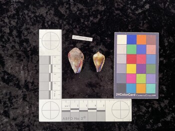 CcofTM001; 29x18x23 ventral photo thumbnail
