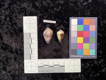 CcofTM001; 29x18x23 dorsal photo thumbnail