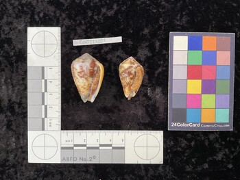 CcatTM001; 37.5x24x31 ventral photo thumbnail