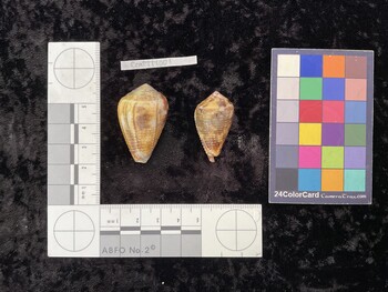 CcatTM001; 37.5x24x31 dorsal photo thumbnail