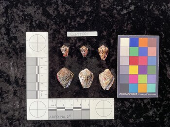 CchTM001; 15x10x12 ventral photo thumbnail