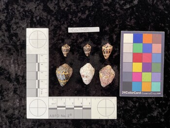 CchTM001; 15x10x12 dorsal photo thumbnail