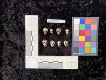 CebTM001; 14x9x11 ventral photo thumbnail
