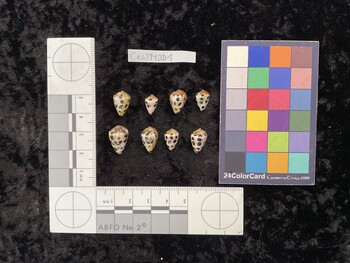 CebTM001; 14x9x11 dorsal photo thumbnail