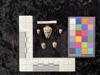 CebTM009; 10x6.5x8.5 ventral photo thumbnail