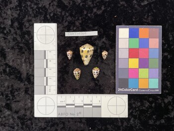 CebTM009; 10x6.5x8.5 dorsal photo thumbnail