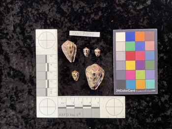CebTM014; 6x17x20.5 ventral photo thumbnail