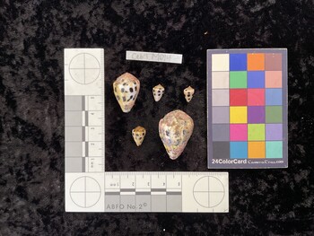 CebTM014; 6x17x20.5 dorsal photo thumbnail