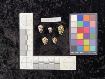 CebTM019; 14.5x10x12 ventral photo thumbnail