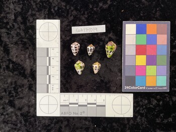 CebTM019; 14.5x10x12 dorsal photo thumbnail